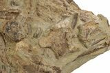 Sandstone With Hadrosaur Tooth, Tendons & Bones - Wyoming #240463-1